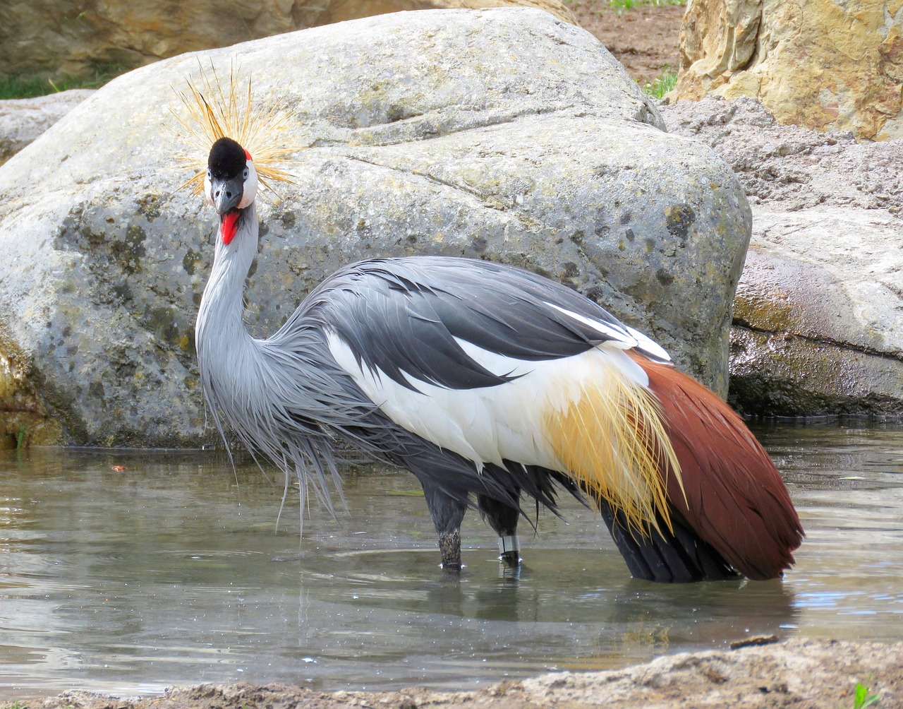 akiroq-grey-crowned-crane-1502935_1280