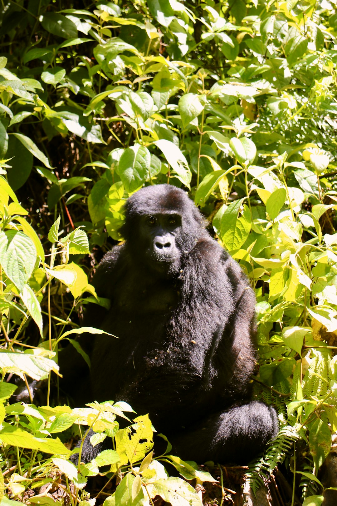 bwindi gorilla