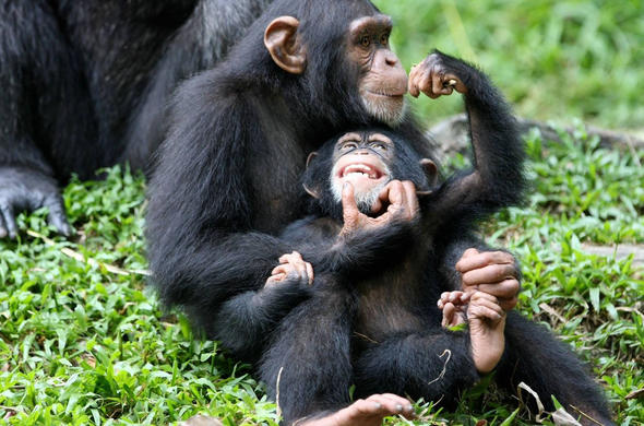 kibale-national-park-chimpanzees-uganda-590×390