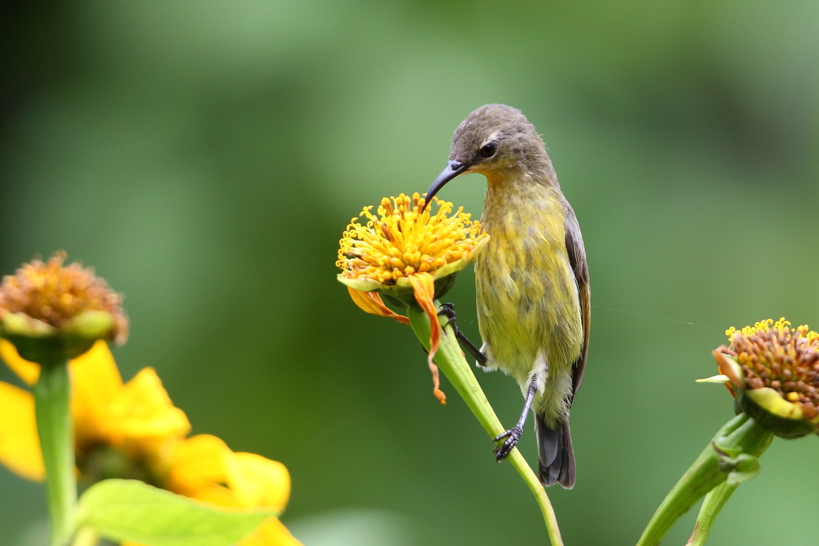 sized_246Eng_Bronze_Sunbird_F__3_